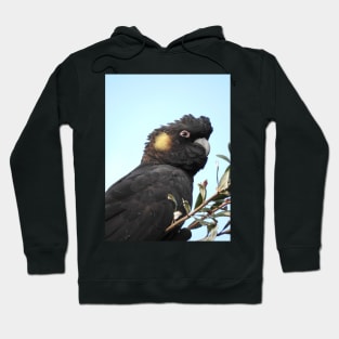 Yellow-tailed Black Cockatoo Hoodie